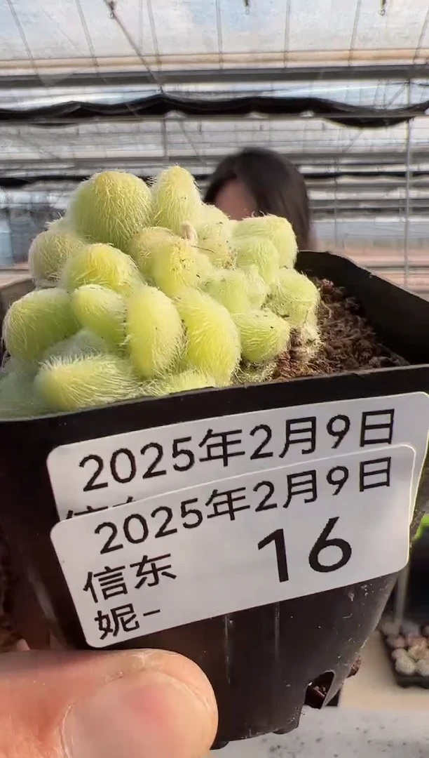 【闪购商品】信东尼多肉-16