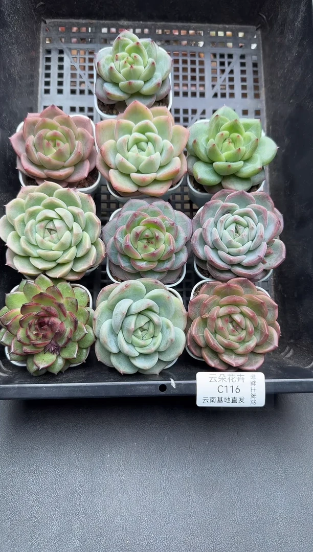 珍妮杂交多肉C116