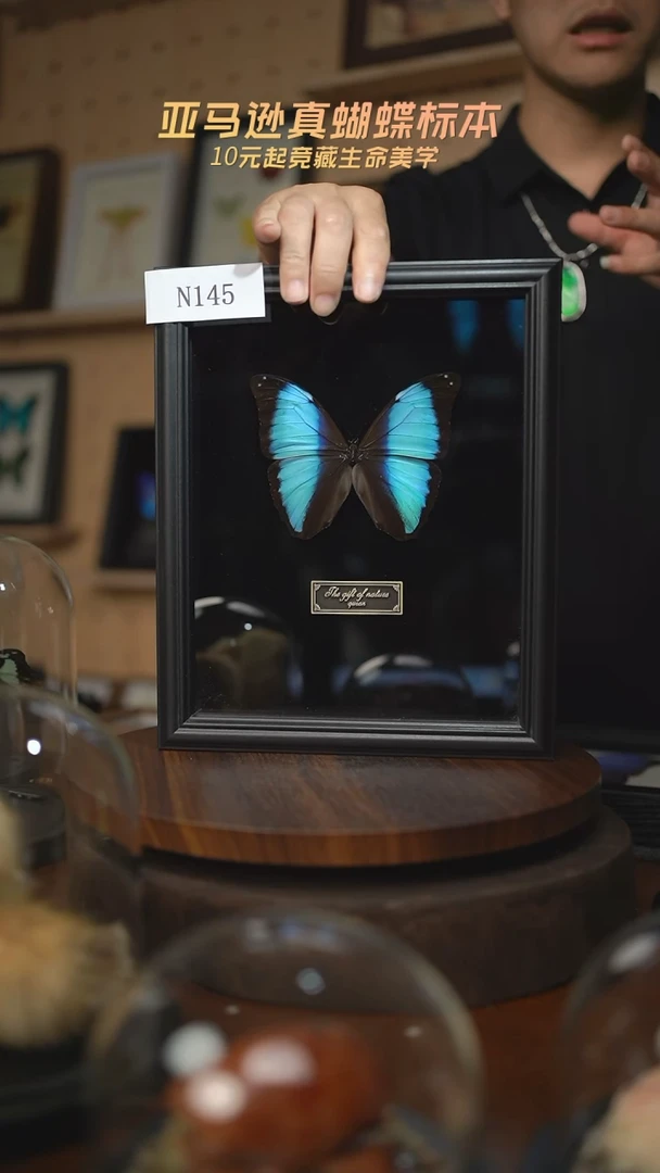 蝴蝶标本摆件n145