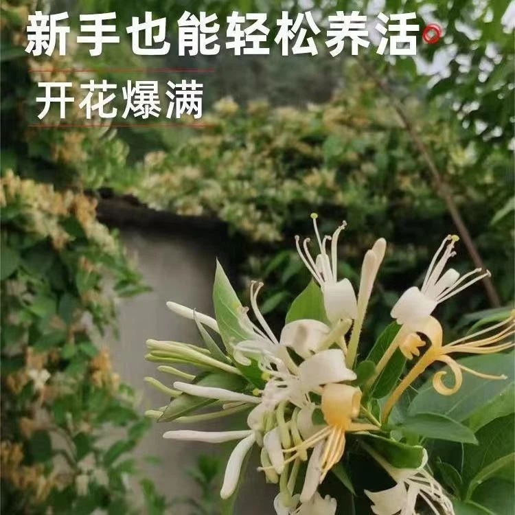 金银花苗广东香甜气味金银花爬藤高手遮阳观花耐寒耐热南北种植