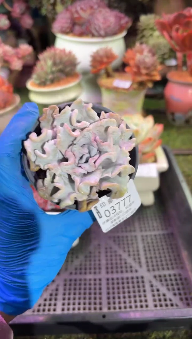 【闪购商品】03777