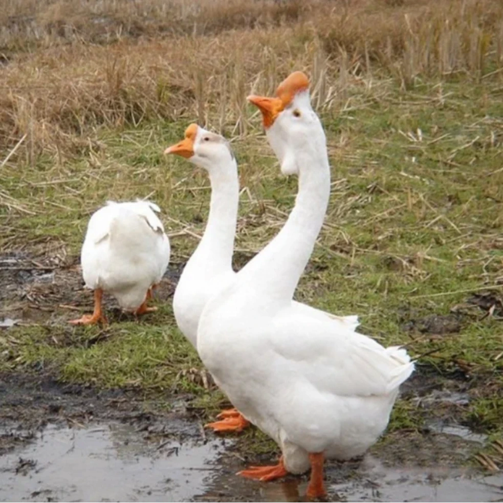 四季大白鹅产蛋王宠物鸡鸭鹅 3两  6只