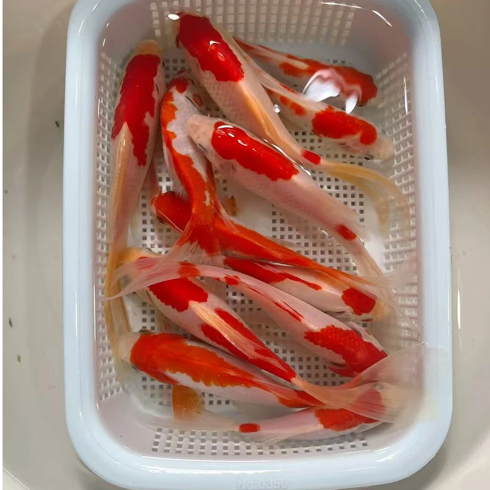 【精品樱花红白10条】10-14公分冷水观赏鱼红白草好养耐活包邮