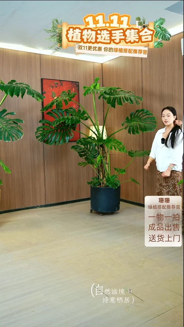 无花朵振***、老桩龟背竹种好栽好一整套送货上门