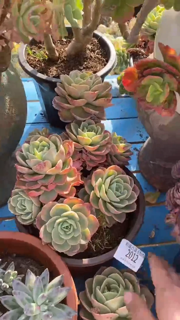 【闪购商品】2012哈密瓜