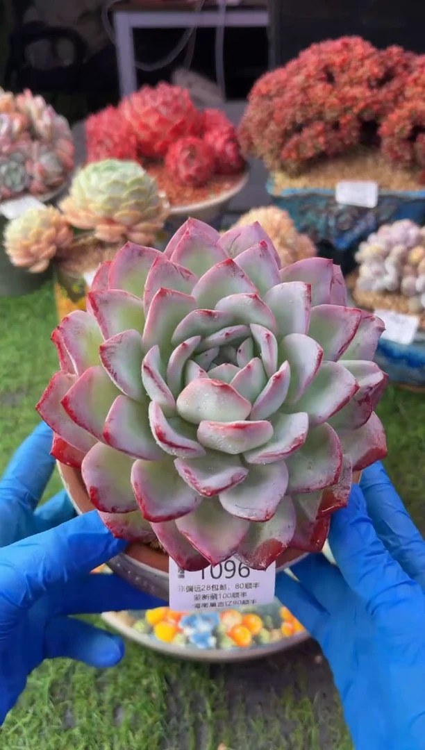 昆明印象多肉1096