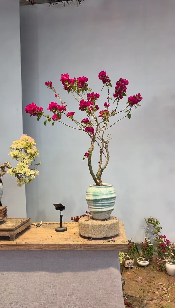 以实际为准三角梅47