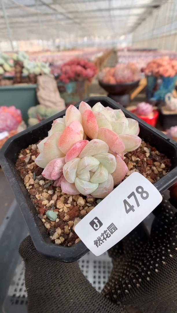 【闪购商品】478冰玉一物一拍