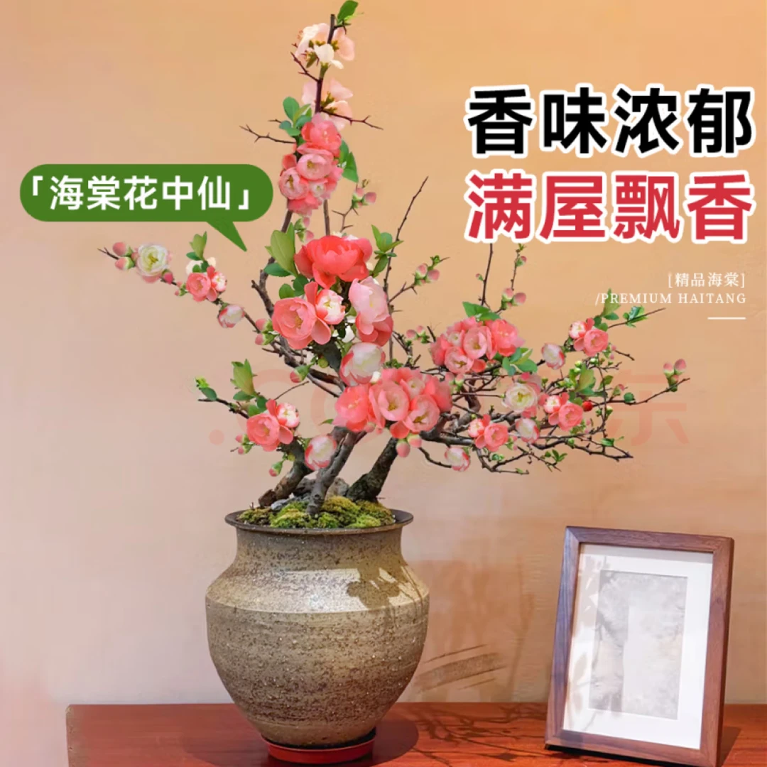 海棠花盆栽树苗重瓣长寿冠盆景老桩庭院植物室内花卉花好养带花苞