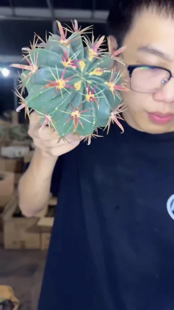 8-10cm 宽刺日出【带根】