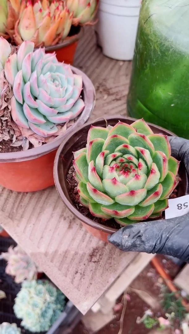 04158多肉植物一物一拍