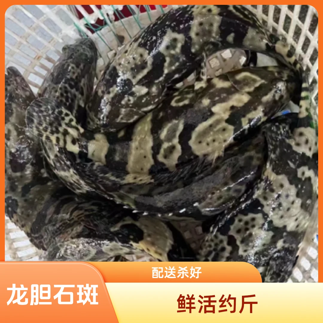 鲜活龙胆石斑鱼约一斤三两（杀好配送）