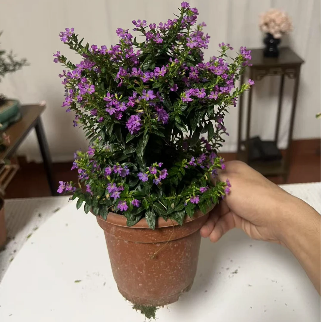 满天星棒棒糖造型清新绿植桌面办公室盆栽好养