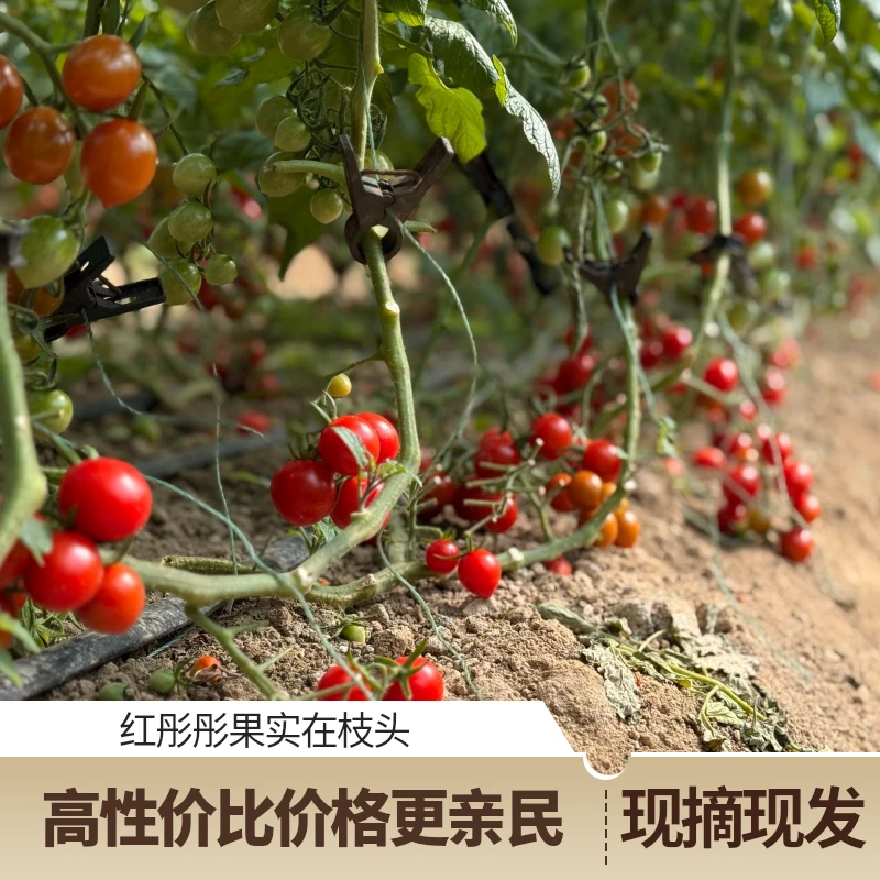 【京东包邮】釜山88玲珑樱桃小番茄圣女果现摘现发水果混装4-5斤