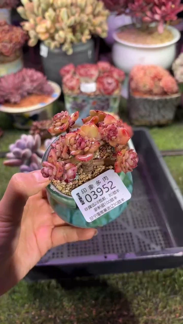 【闪购商品】03952脱土带盆