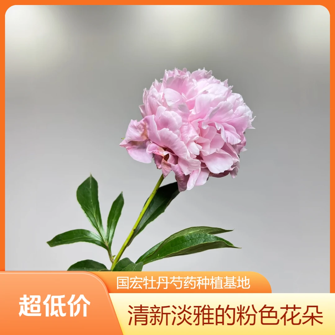 山东菏泽国宏牡丹芍药种植基地粉蓝楼裸根发货