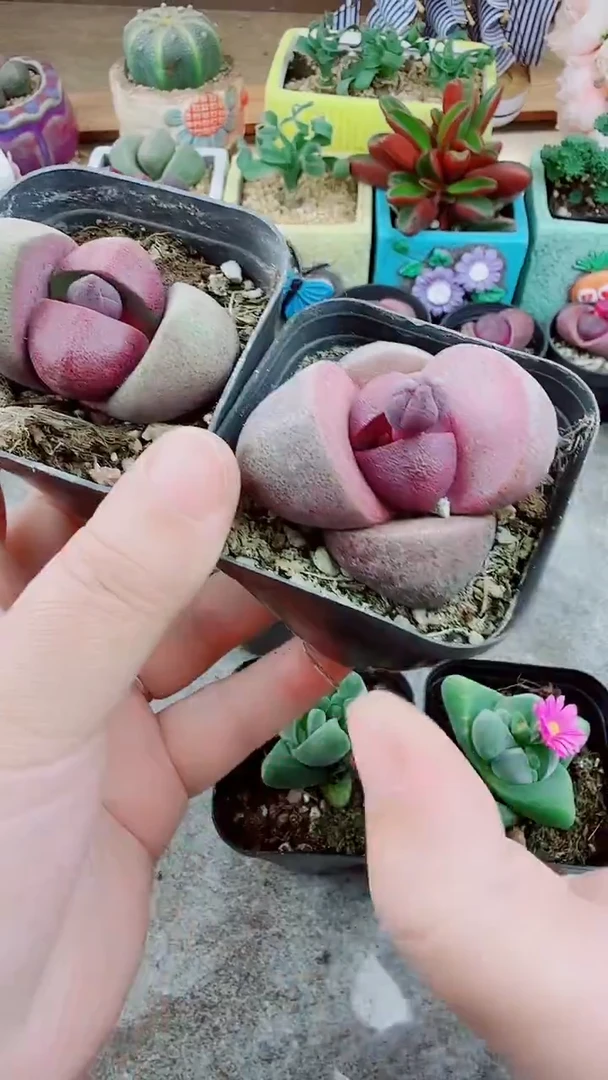 带花苞紫元宝5公分1颗