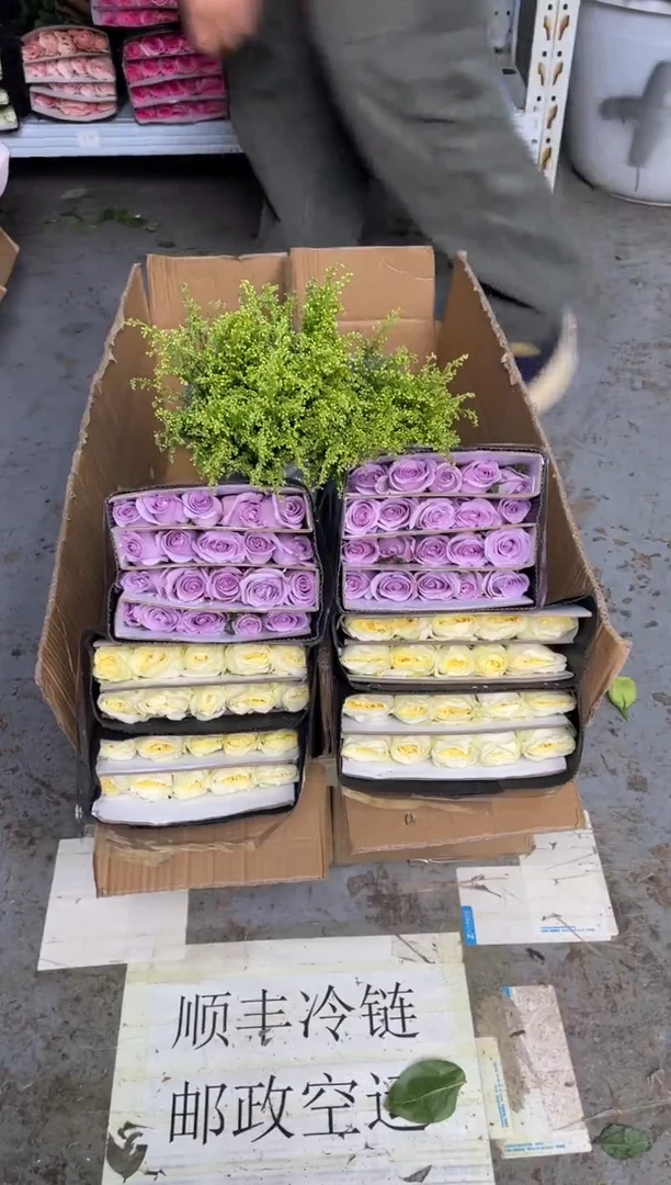 奶油杯20枝+海洋之歌20枝+黄莺