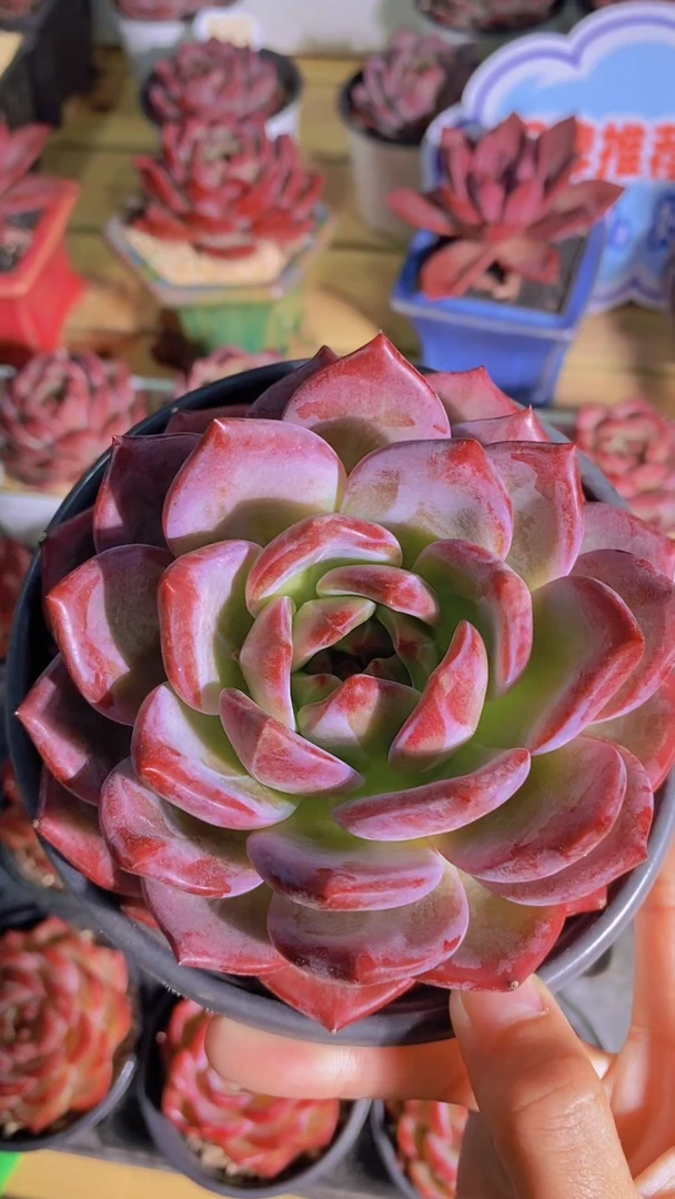 A382-母本夜魔侠10cm脱土发（量拍）