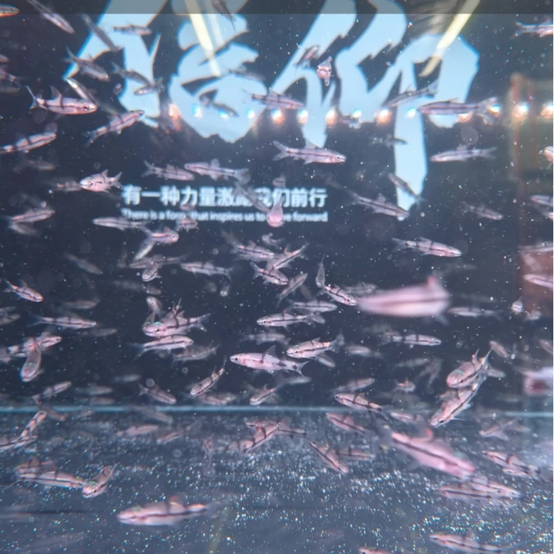 一眉道人苗 热带观赏鱼