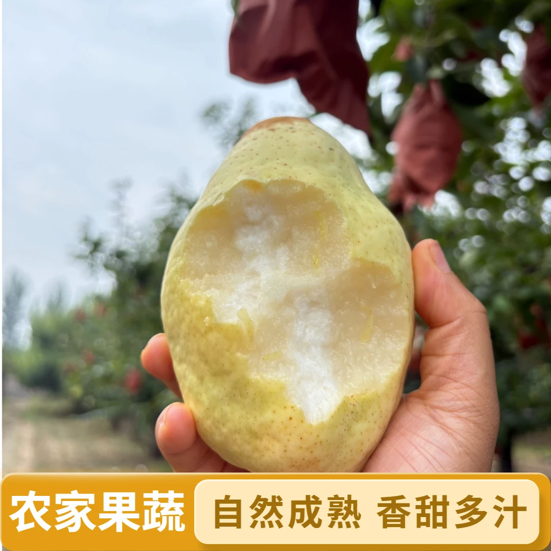 【新鲜树熟】正宗贵妃梨太婆梨香蕉梨软糯多汁香甜水果现摘现发包邮