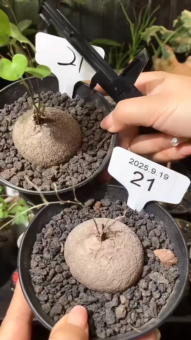 21号919福利南非龟甲龙买1个送1个