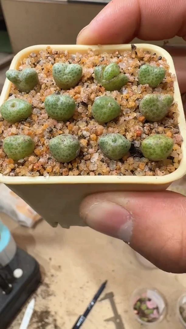 45多肉植物肉锥麋鹿角斑马一颗