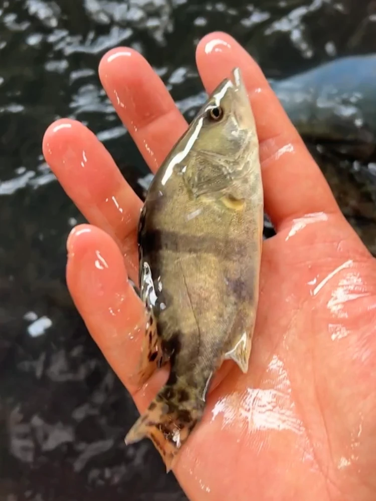 白鳜鱼苗高产 食性广 易运输 包邮 体型壮