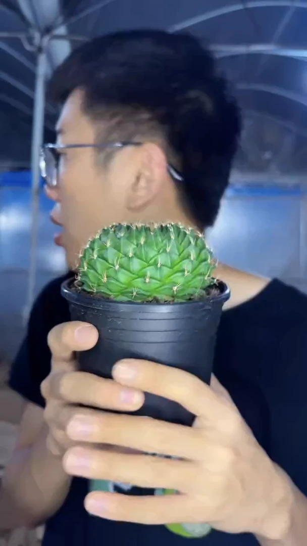 7-10cm 帝冠【带根】