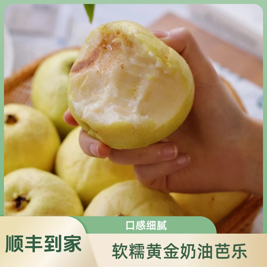 【顺丰包邮】黄金树上熟奶油软水蜜桃芭乐当季新鲜采摘南方番石榴