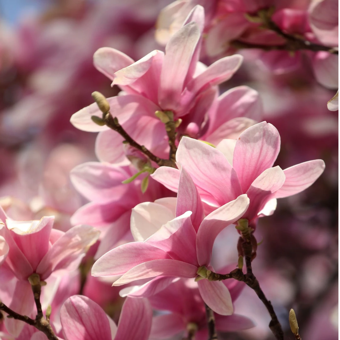 精品红玉兰高品质南北方种植耐寒