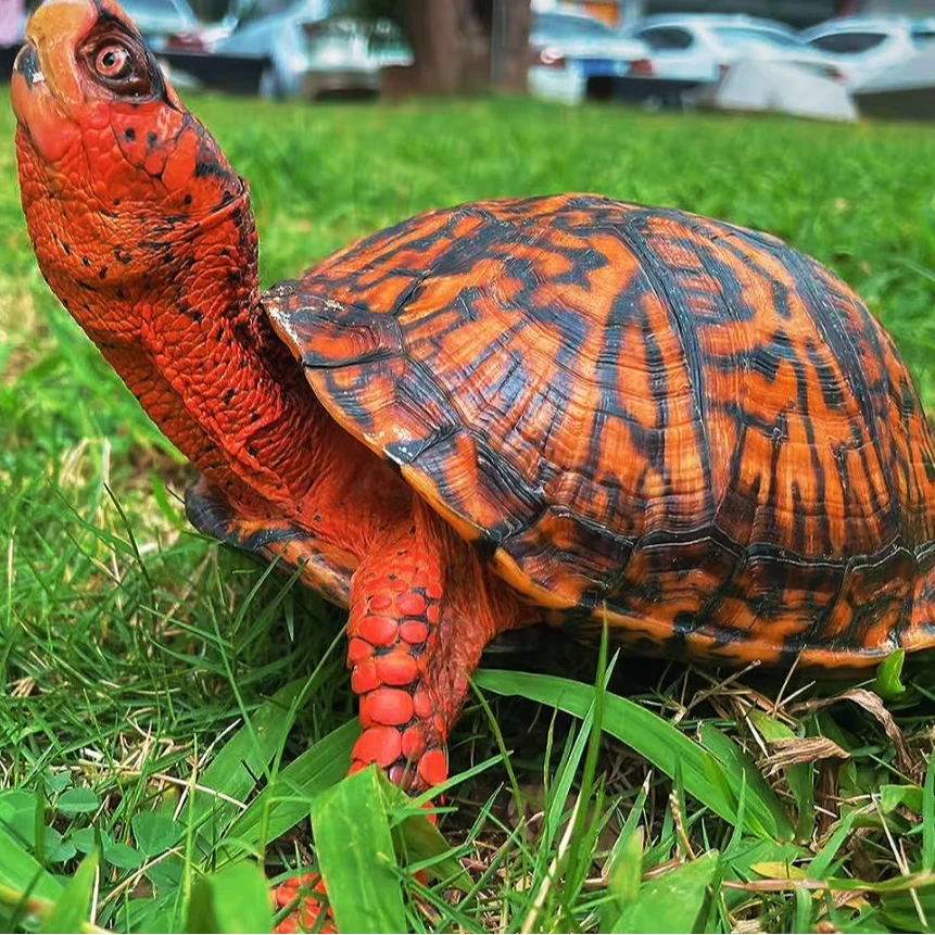 活体宠物龟观赏乌龟直播挑选链接