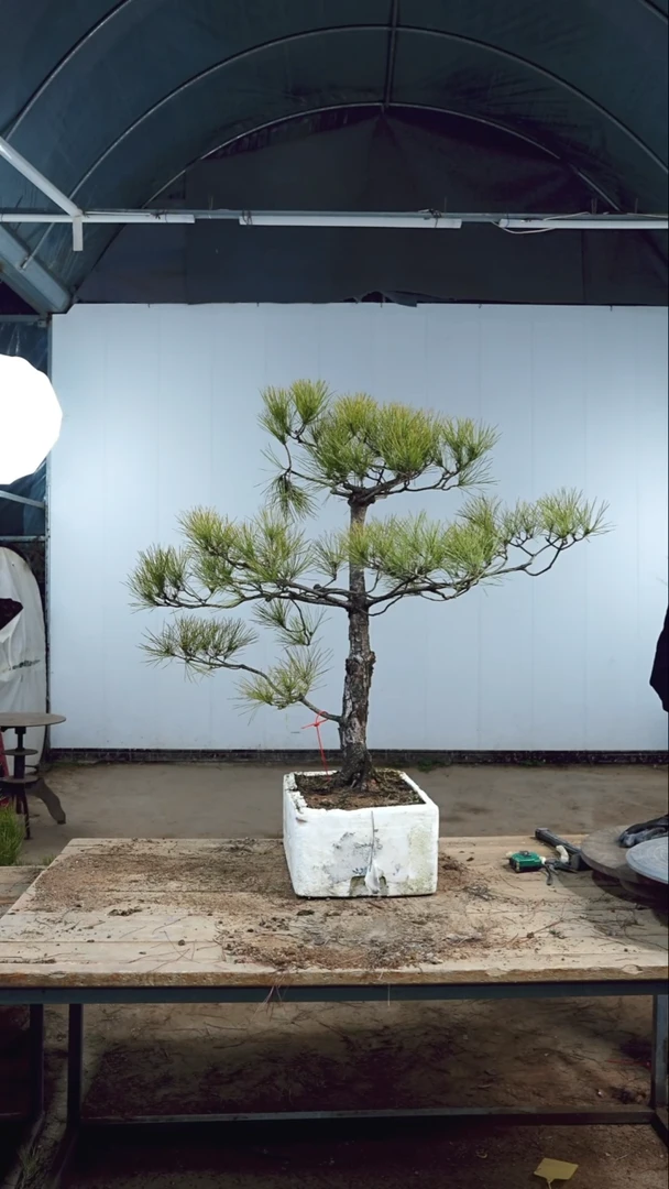 【闪购商品】黄山松