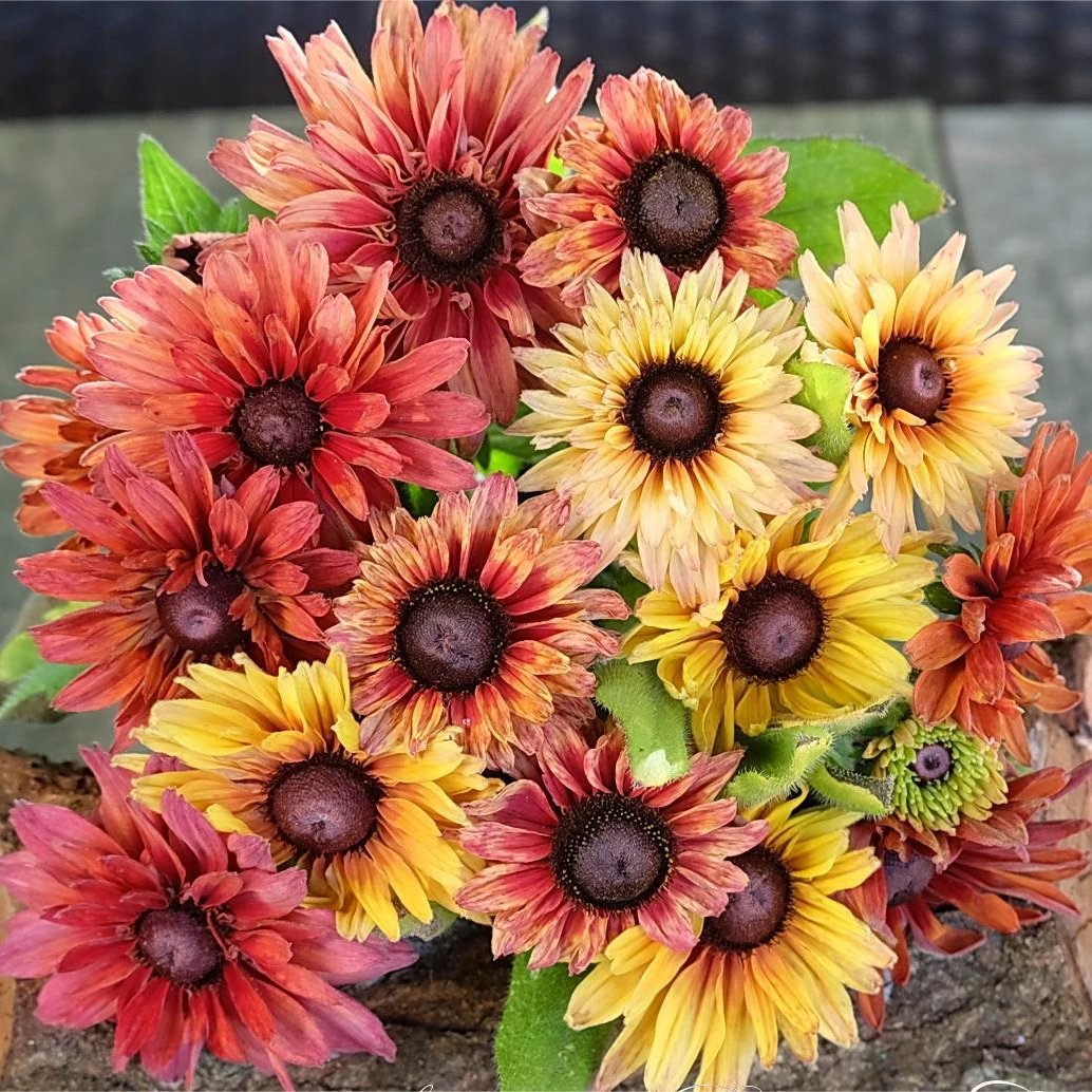 【庭院植物】虹越金光菊盆栽苗庭院花园爆花机器耐热耐寒阳台花卉