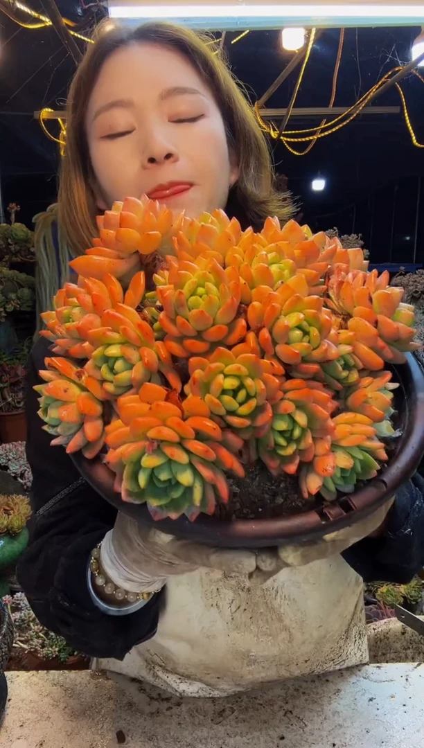 25号一物一拍脱土包邮