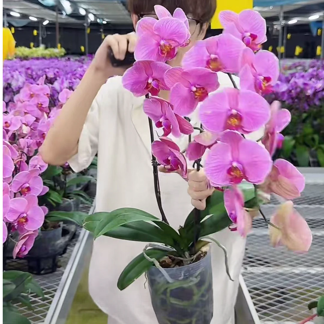 悠花里蝴蝶兰八年老桩（粉橙色代号)全花发货