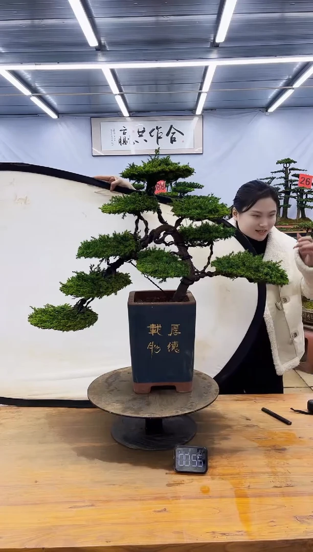 【闪购商品】高端盆景一物一拍，所见即所得