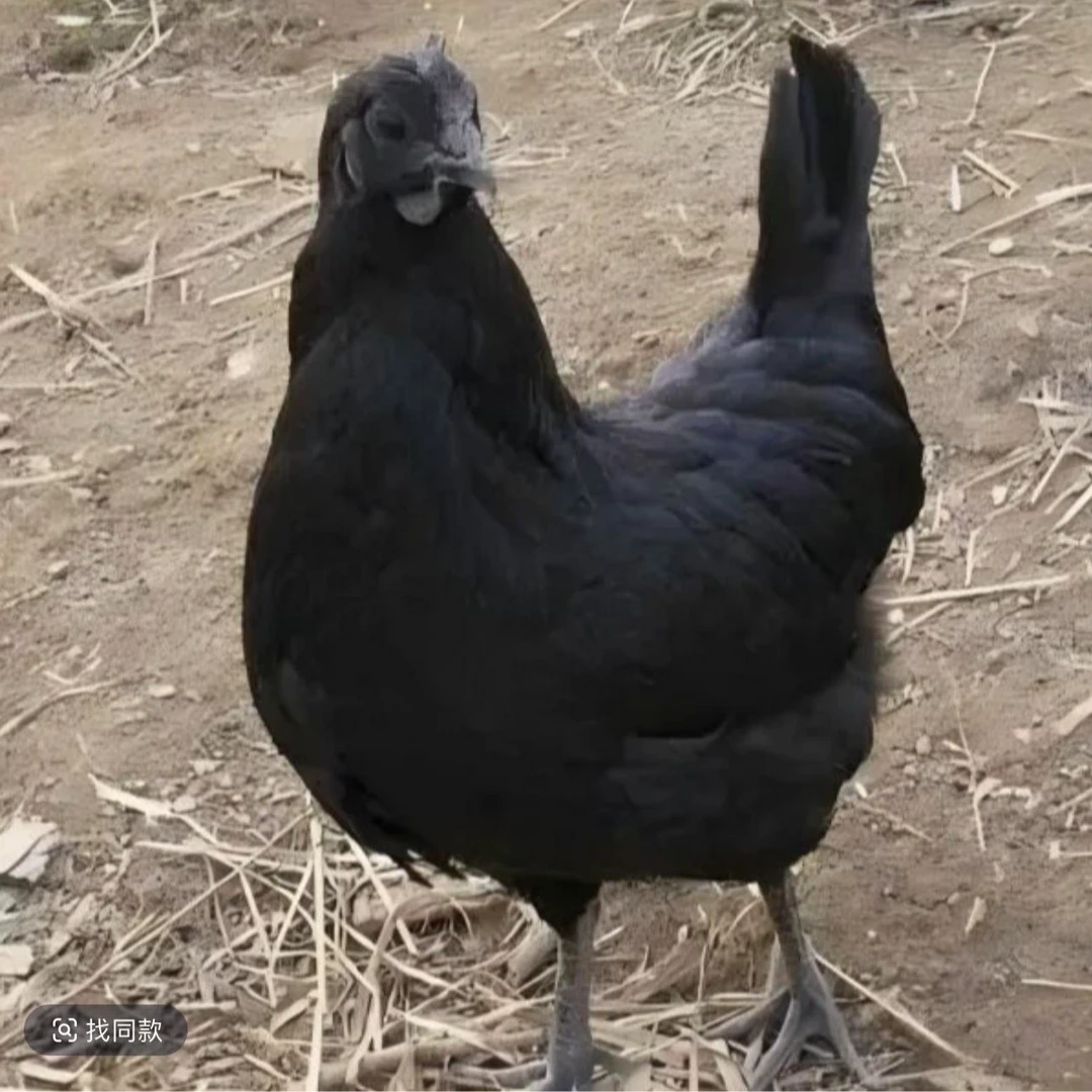 散养五黑鸡肉质鲜美