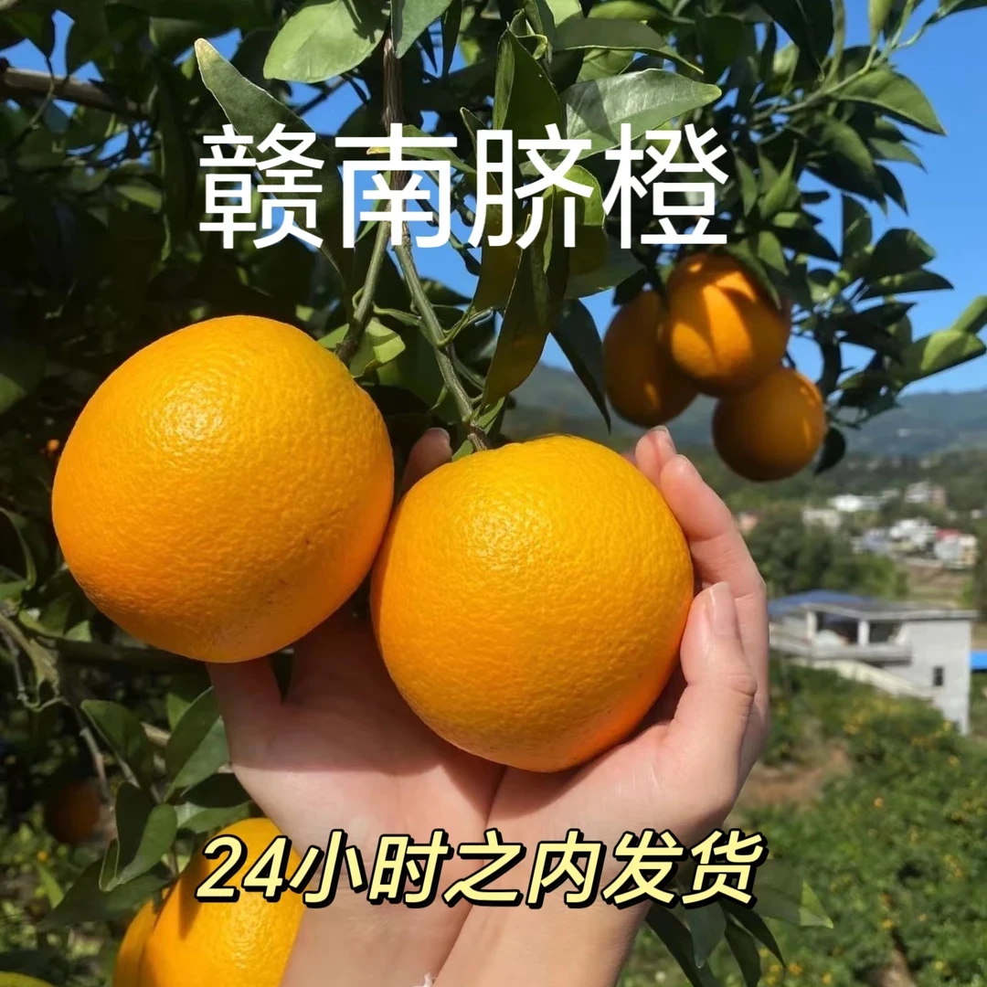 正宗江西赣南脐橙精品果3/5/10斤新鲜香甜橙子手剥甜橙寻乌脐橙