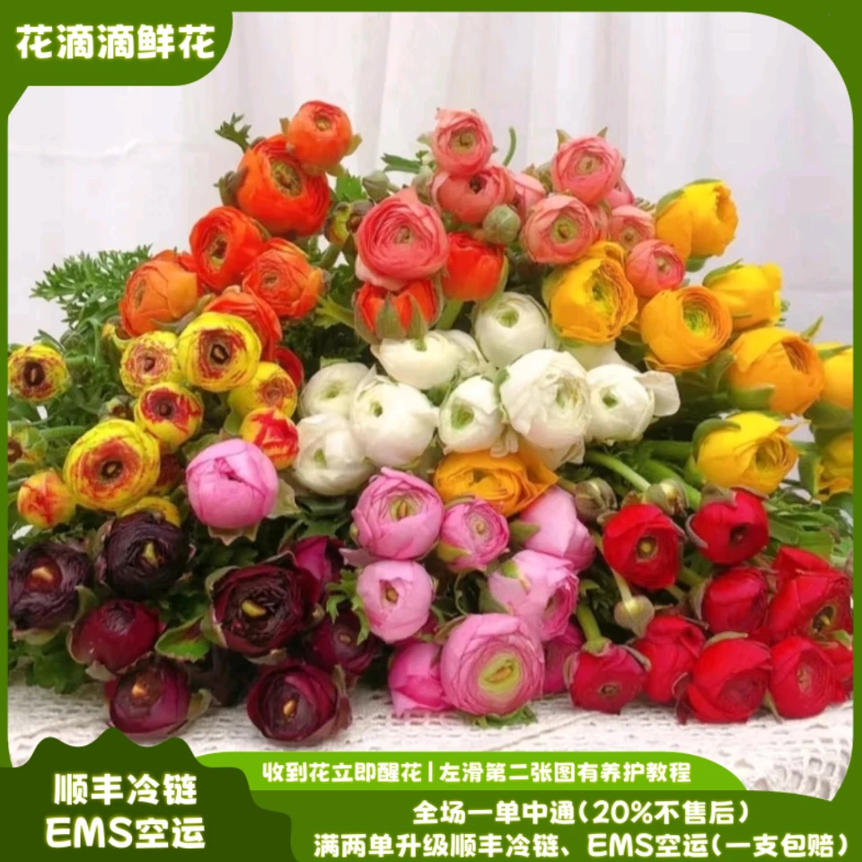 家用鲜花草花洋牡丹拼色，云南鲜花基地直发