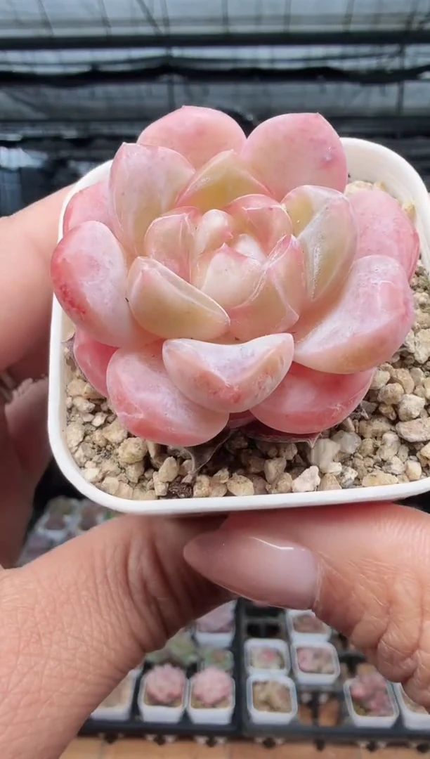 东云多肉园新款-258