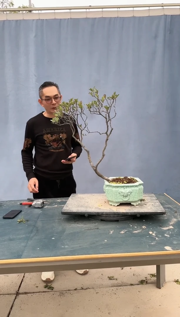 【闪购商品】盆景春花