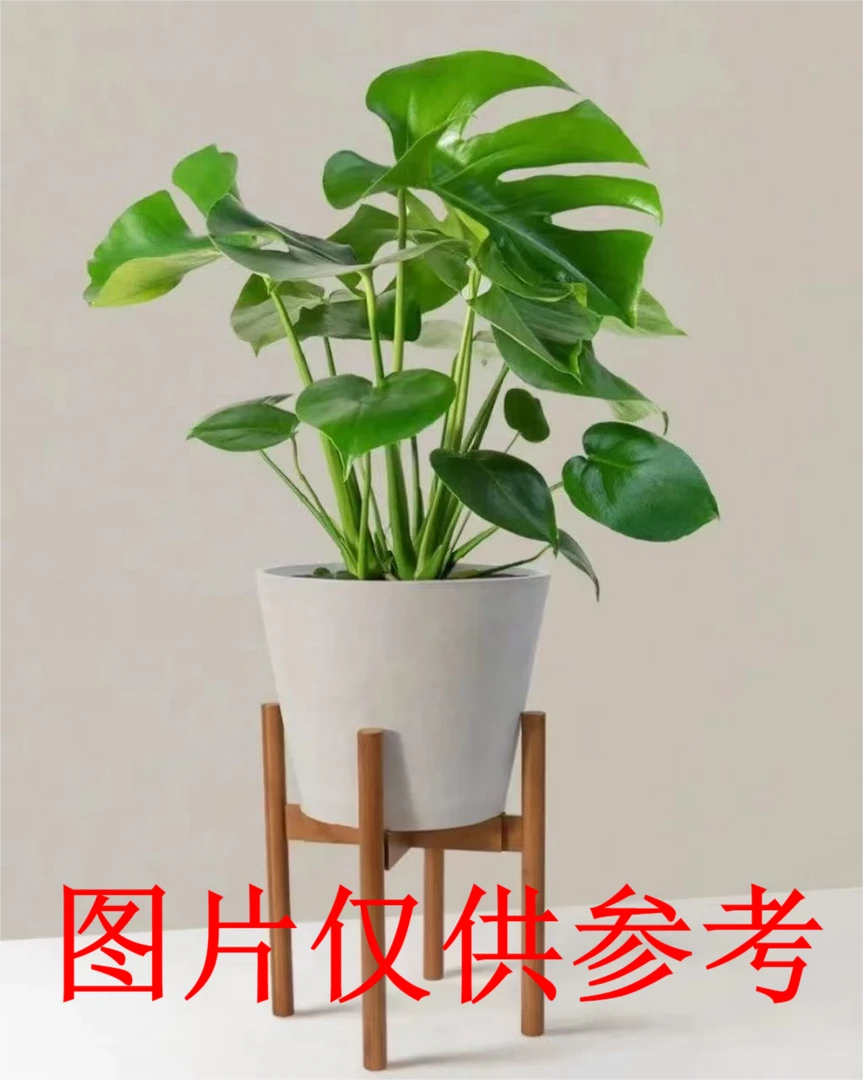 龟背竹净化空气除甲醛北欧风格网红绿植