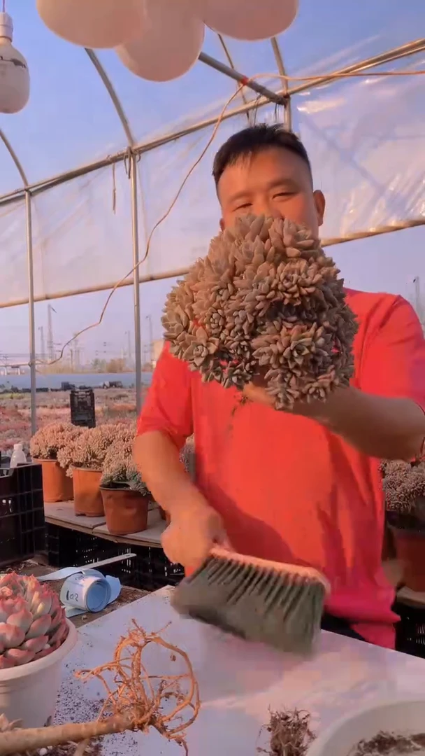 【闪购商品】缀化197