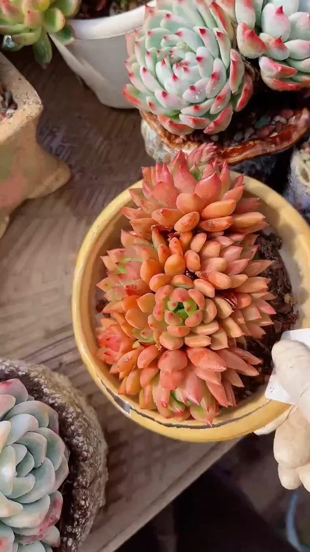 【闪购商品】18285