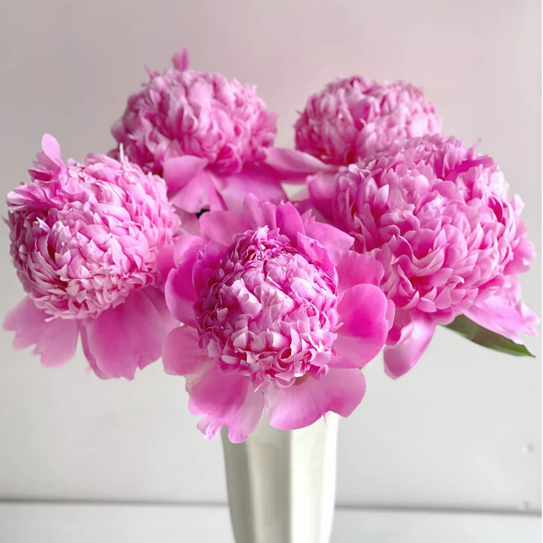 【蓝富士】花束鲜花芍药鲜切基地直发