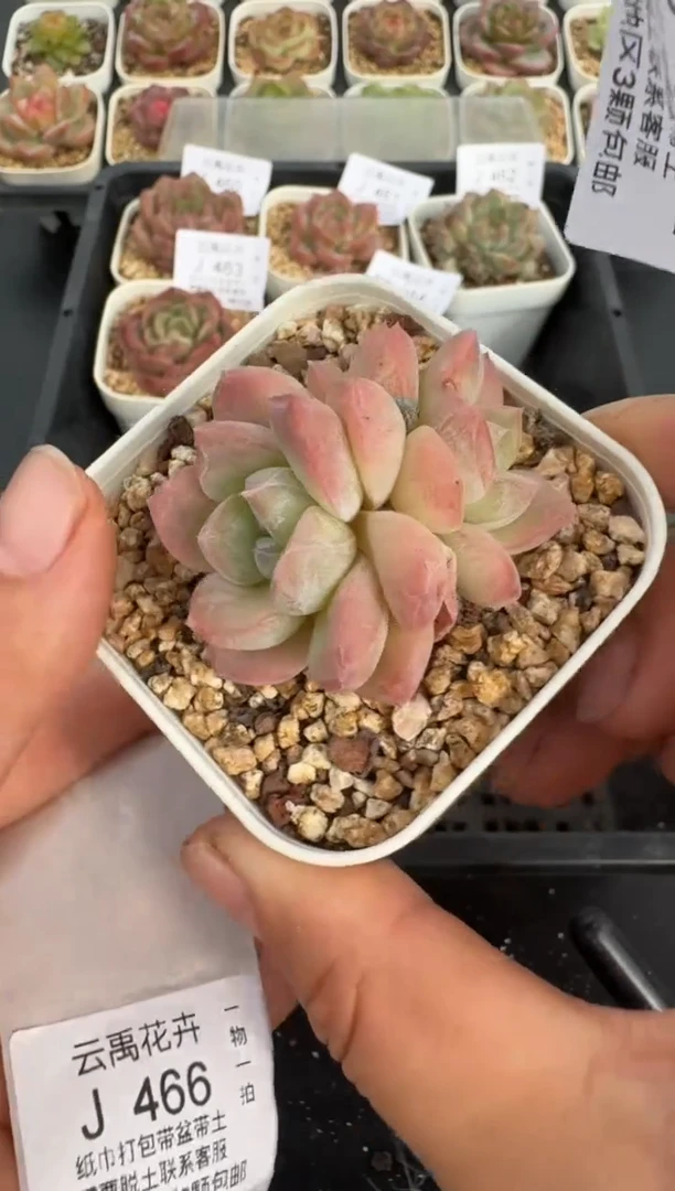 465J云禹多肉植物 带盆土纸巾打包 当天拍3颗包邮