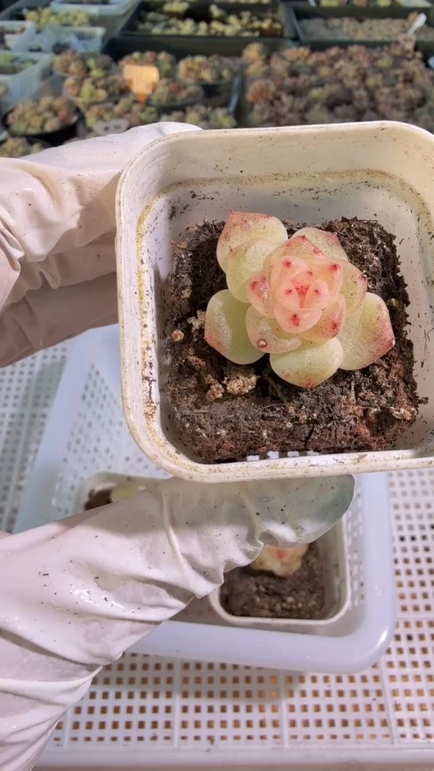 相柳五方1盆量拍单双混发