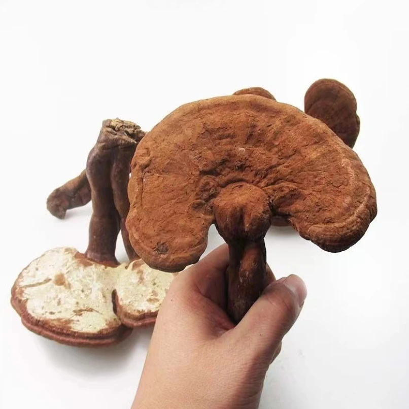 粤西云开大山含孢子粉灵芝可煲汤煲水