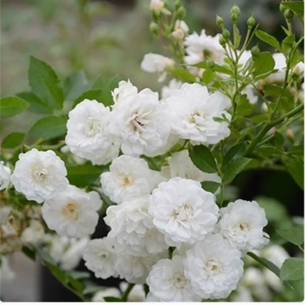 【彗星中苗】四季灌木